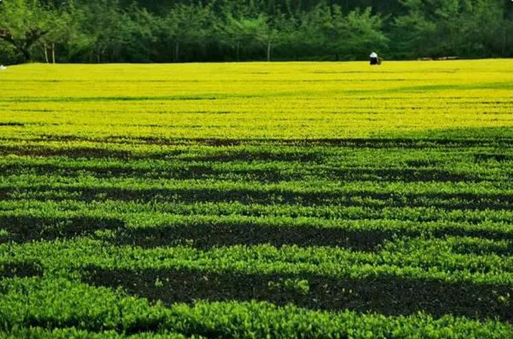 湖北乡村的魅力(图5)