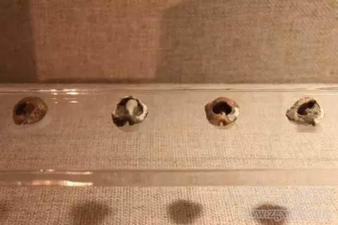 张英锋:重农抑商是中国两千年没能摆脱的幽灵与毒药(图6)