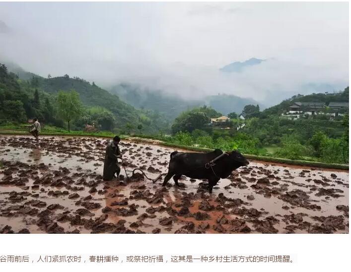 谷雨前后的乡村(图2)