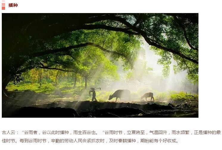 谷雨前后的乡村(图4)