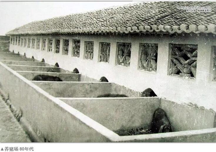 80年代的中国农村你还记得多少(图14)