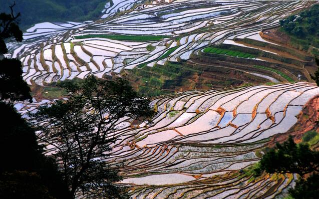 油菜花包围的土堡似人间仙境(图7)