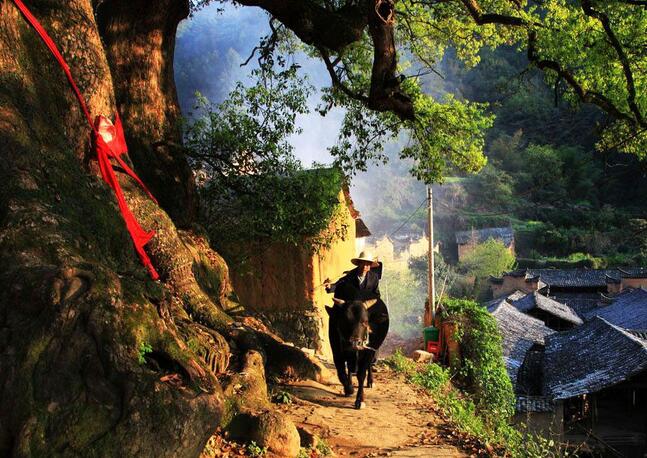 浙江松阳:隐于乡间的建筑瑰宝(图14)